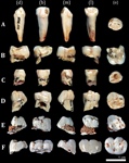 Estudio sobre ‘Homo antecessor’ confirma su combinación de caracteres primitivos y modernos
