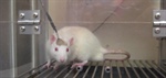 La activación de una enzima permite aliviar en ratones efectos del Huntington
