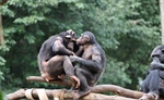 Los chimpancés se sacrifican por los demás como prueba de altruismo