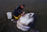 Encuentran una nueva especie de pez gigante en Nueva Zelanda