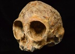 Encuentran cráneo de ancestro de simios y humanos
