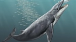 Estudio revela que las ballenas eran depredadores feroces