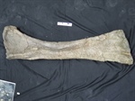 Encuentran restos de dinosaurio de 130 millones de años de antigüedad