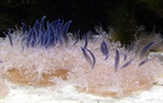 La medusa Cassiopea muestra un estado parecido al sueño