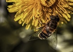 Flores producen “halo azul” para que las abejas las encuentren fácilmente