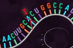 Diseñan sistema capaz de modificar el ARN