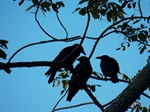 Los cuervos tienen la “capacidad” de planificar el futuro