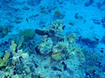 Placas tectónicas influyeron en la aparición y desaparición de especies marinas