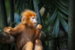 Encuentran nuevas diferencias entre el cerebro humano y el chimpancé