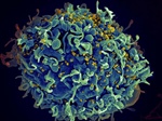 Virus “quiméricos” para estudiar VIH