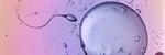 Crean óvulos fertilizables a partir de células madre
