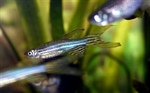 Hormona ayuda a recuperar la motilidad a peces cebra con Parkinson