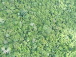 La captura de carbono no debe ser el único criterio para conservar los bosques