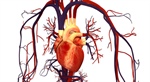 Nuevas pistas sobre la actividad eléctrica del corazón