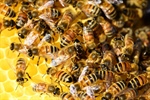 Desarrollan un algoritmo, inspirado en el comportamiento de las abejas