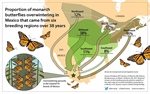 Migración monarca