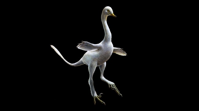 Reconstrucción de Halszkaraptor escuilliei. Este pequeño dinosaurio era un pariente cercano de Velociraptor, tanto en la forma corporal como en el estilo de vida inferido, tiene características de algunas aves acuáticas como los cisnes modernos. 