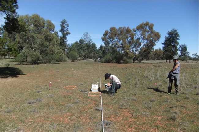 Investigadores recogiendo muestras de suelo en Nueva Gales del Sur (Australia). 