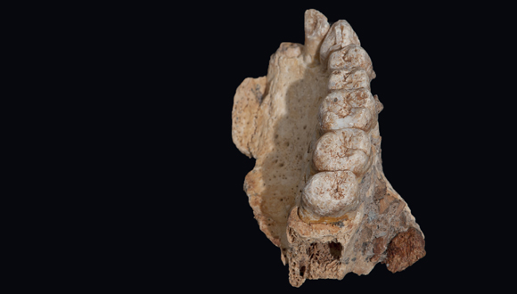 El maxilar (mandíbula superior) del homínido Misliya-1. 