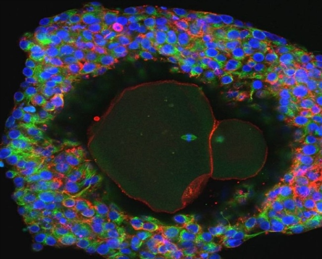 Imagen microscópica de un óvulo humano cultivado en el laboratorio.