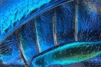 Partes de la cubierta de ala (elytron), segmentos abdominales y pata trasera de un escarabajo de hoja ancha (Oreina cacaliae) (40x)