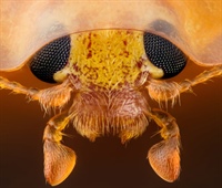 Sección principal de una mariquita naranja (Halyzia sedecimguttata) (10x)