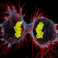 Célula HeLa humana sometida a división celular (citocinesis). ADN (amarillo), miosina II (azul) y filamentos de actina (rojo) (60x)