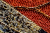 Escamas de parte inferior de ala de mariposa (Vanessa atalanta) (10x)