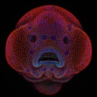 Embrión de pez cebra de cuatro días (10x)